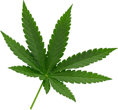 cannabis sativa L